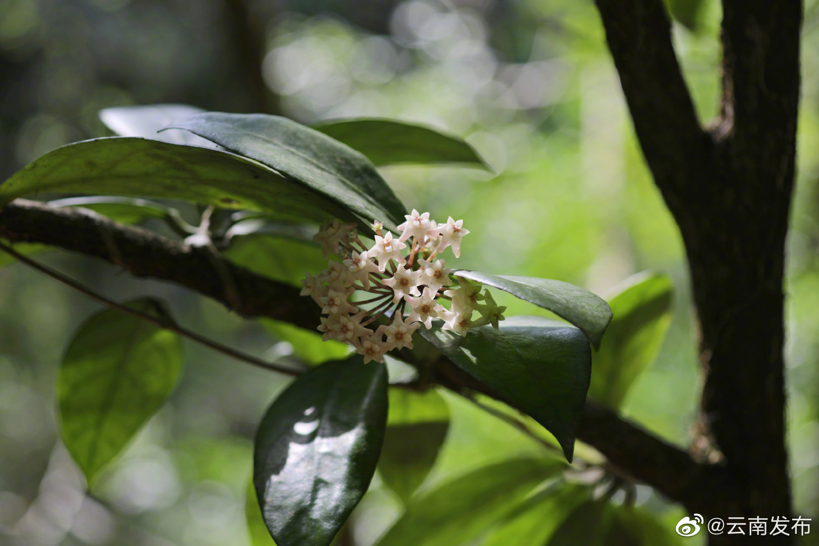 “云南发布”微博