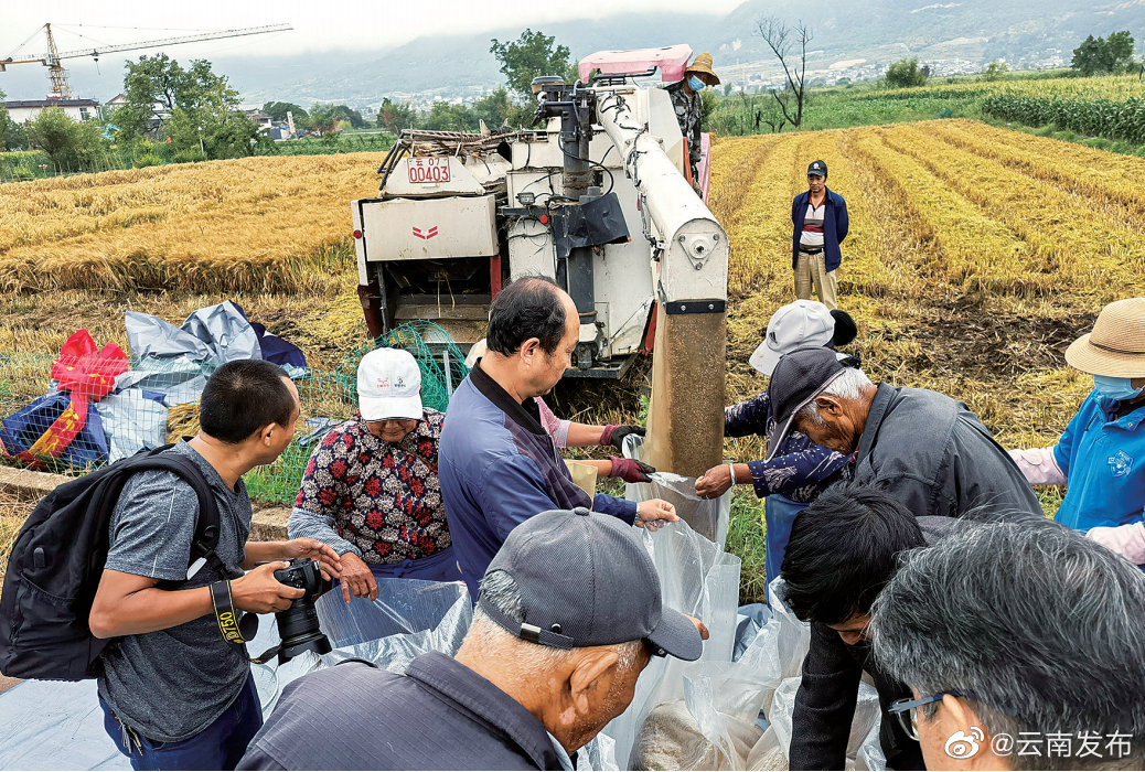 “云麦114”刷新我国西南麦区小麦单产纪录 平均亩产776.40公斤