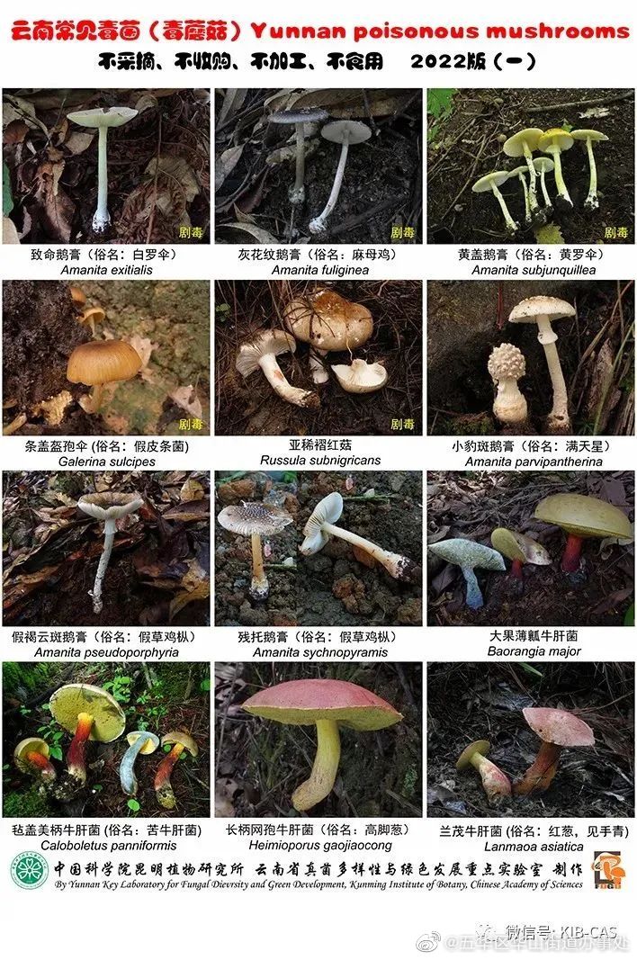 云南人的必修课！野生菌食用防毒指南→