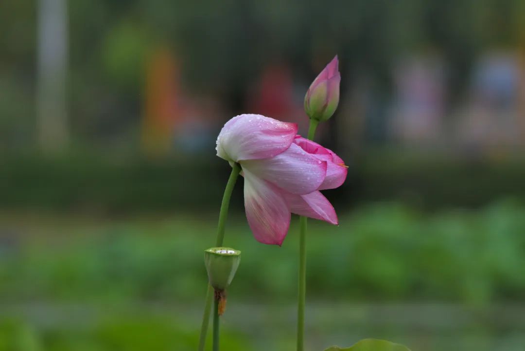 清廉普洱