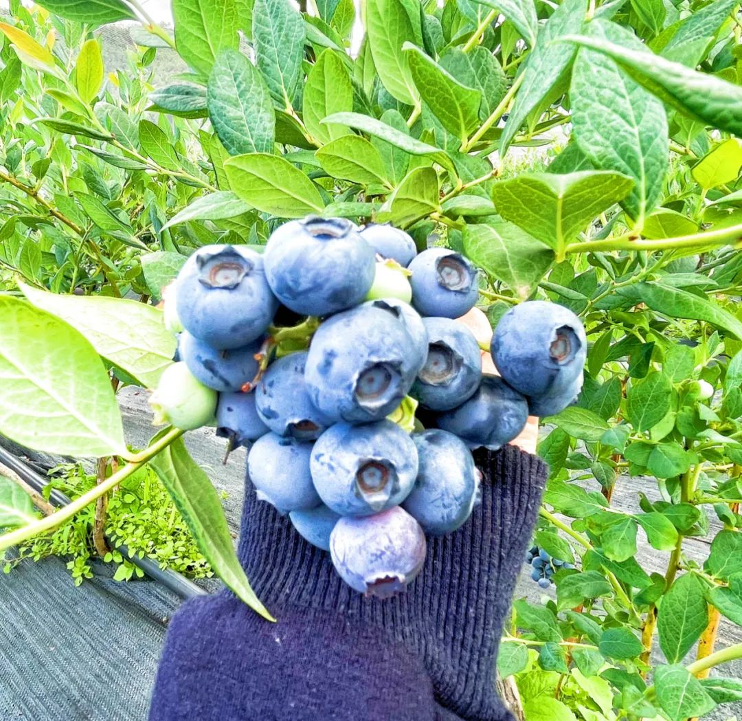 魅力禄劝