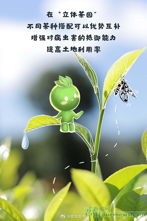 “立体生态茶园”的“加减法”