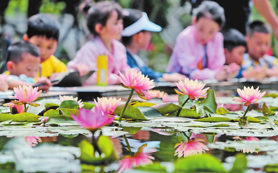赏睡莲 迎夏至