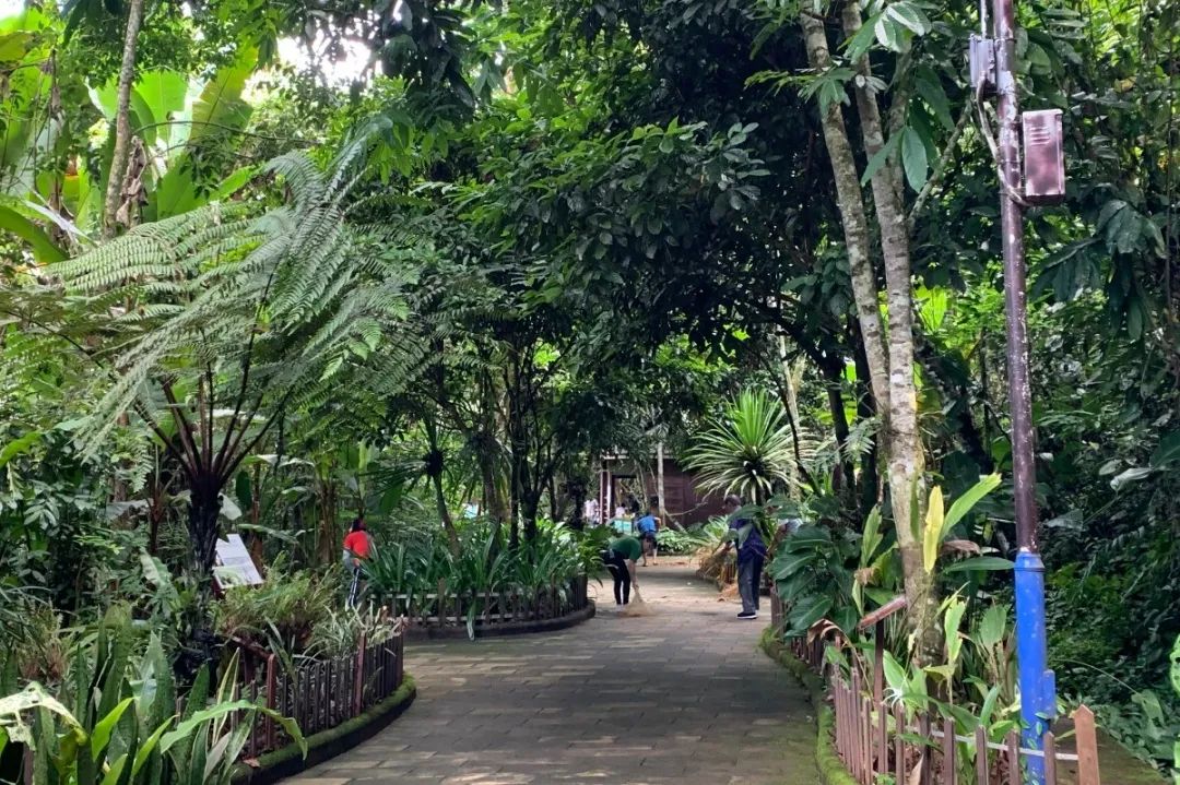 西双版纳望天树景区