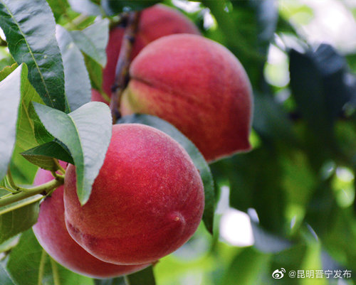 昆明晋宁发布