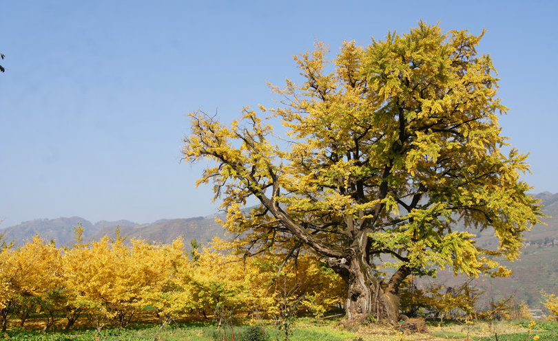 云南省文化和旅游厅