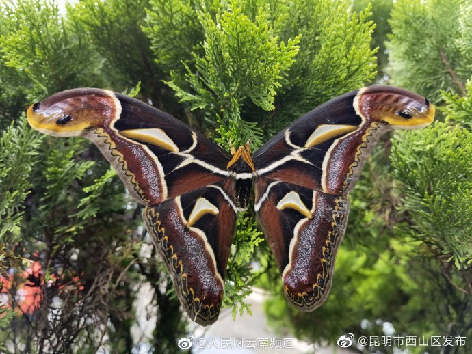 昆明市西山区发布