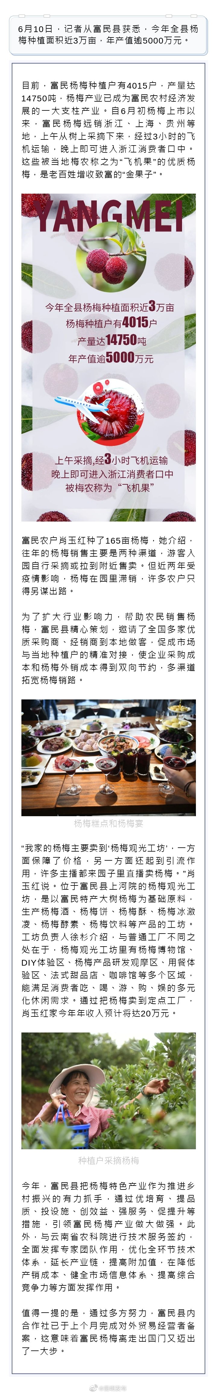 富民杨梅远销省外 年产值逾5000万元