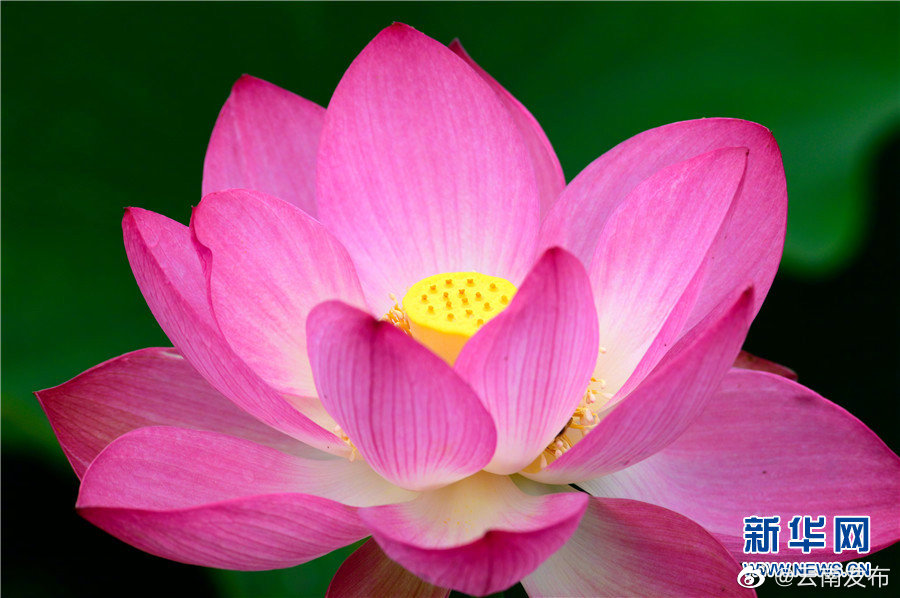 “云南发布”微博