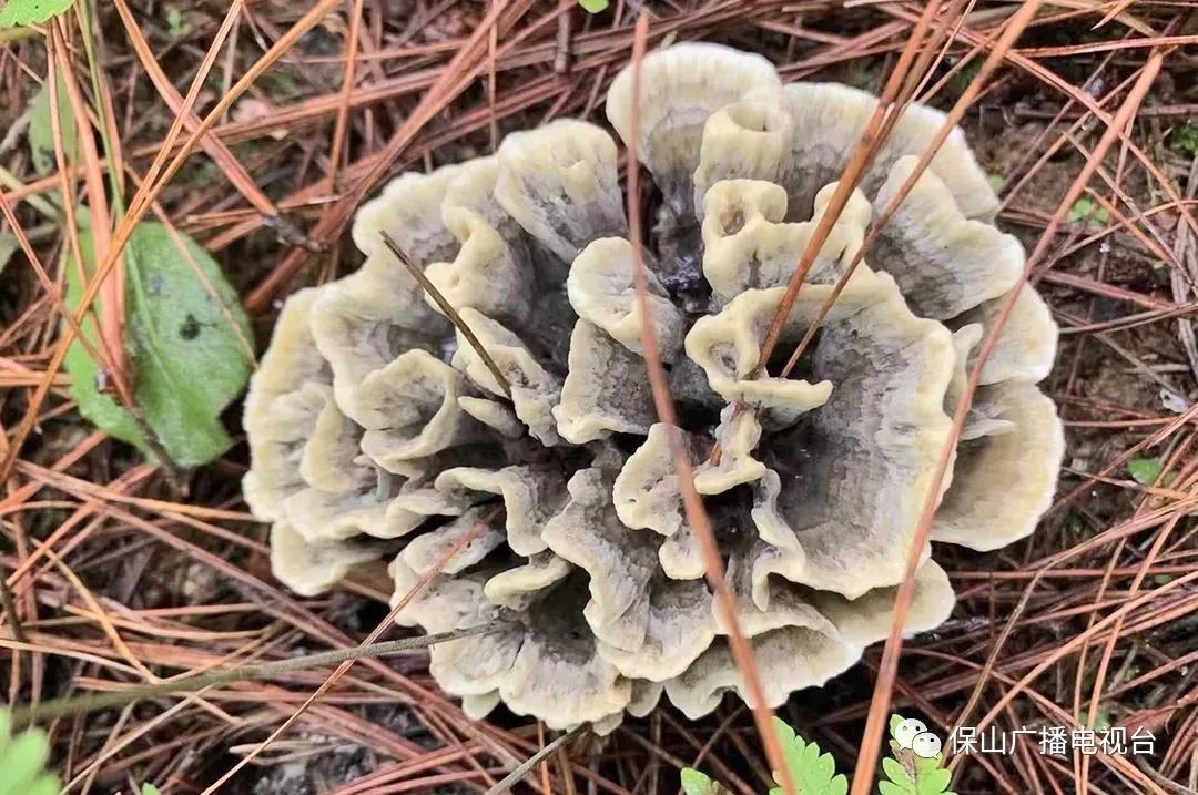 保山广播电视台