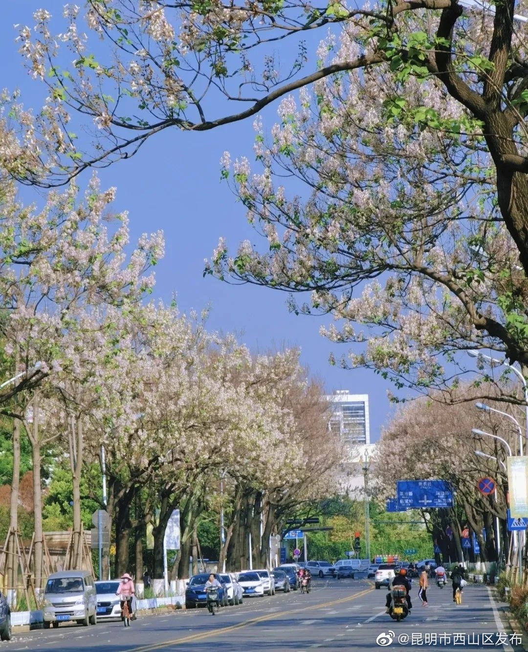 昆明市西山区发布