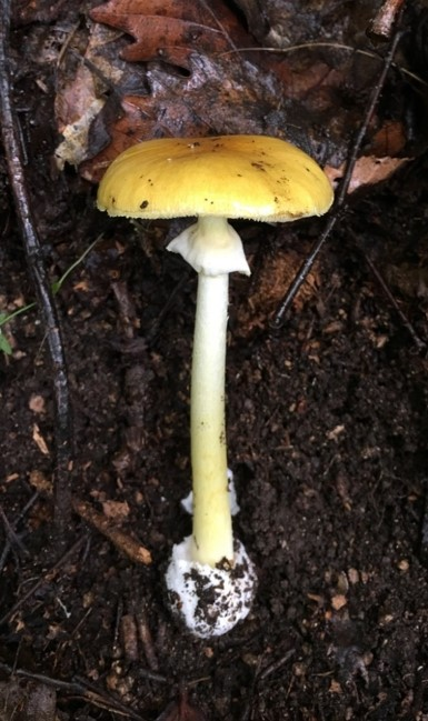 美丽云南微科普