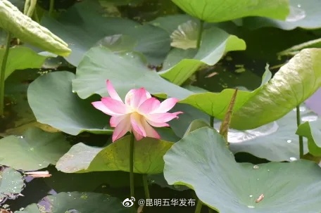 “昆明五华发布”微博