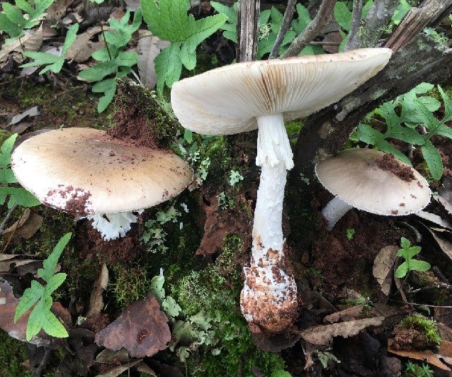 美丽云南微科普