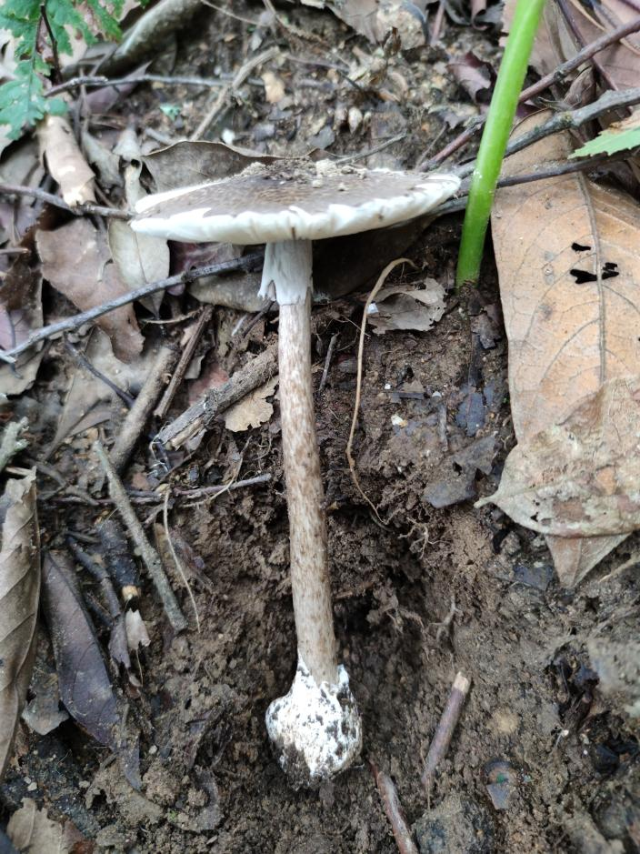 美丽云南微科普