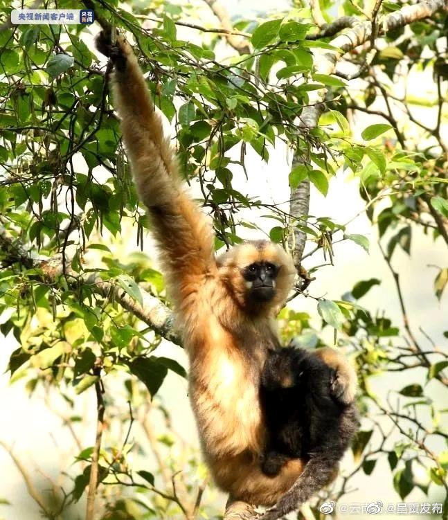 云南南涧西黑冠长臂猿种群数量恢复到3群15只