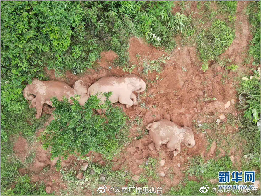有爱！普洱宁洱拍到亚洲象卷着鼻子午睡 