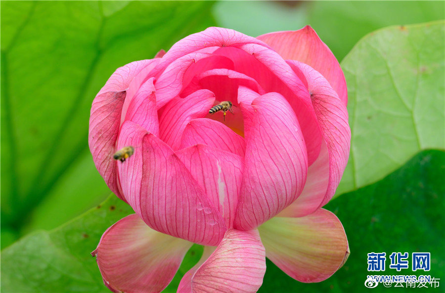 “云南发布”微博