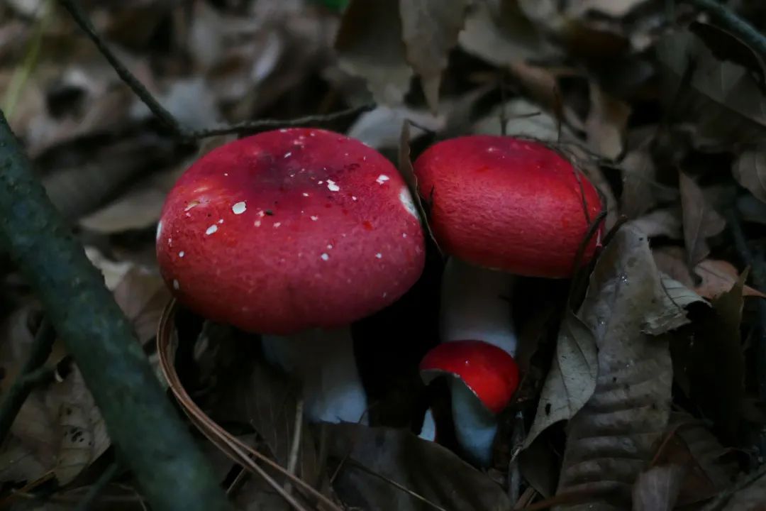 一部手机游云南