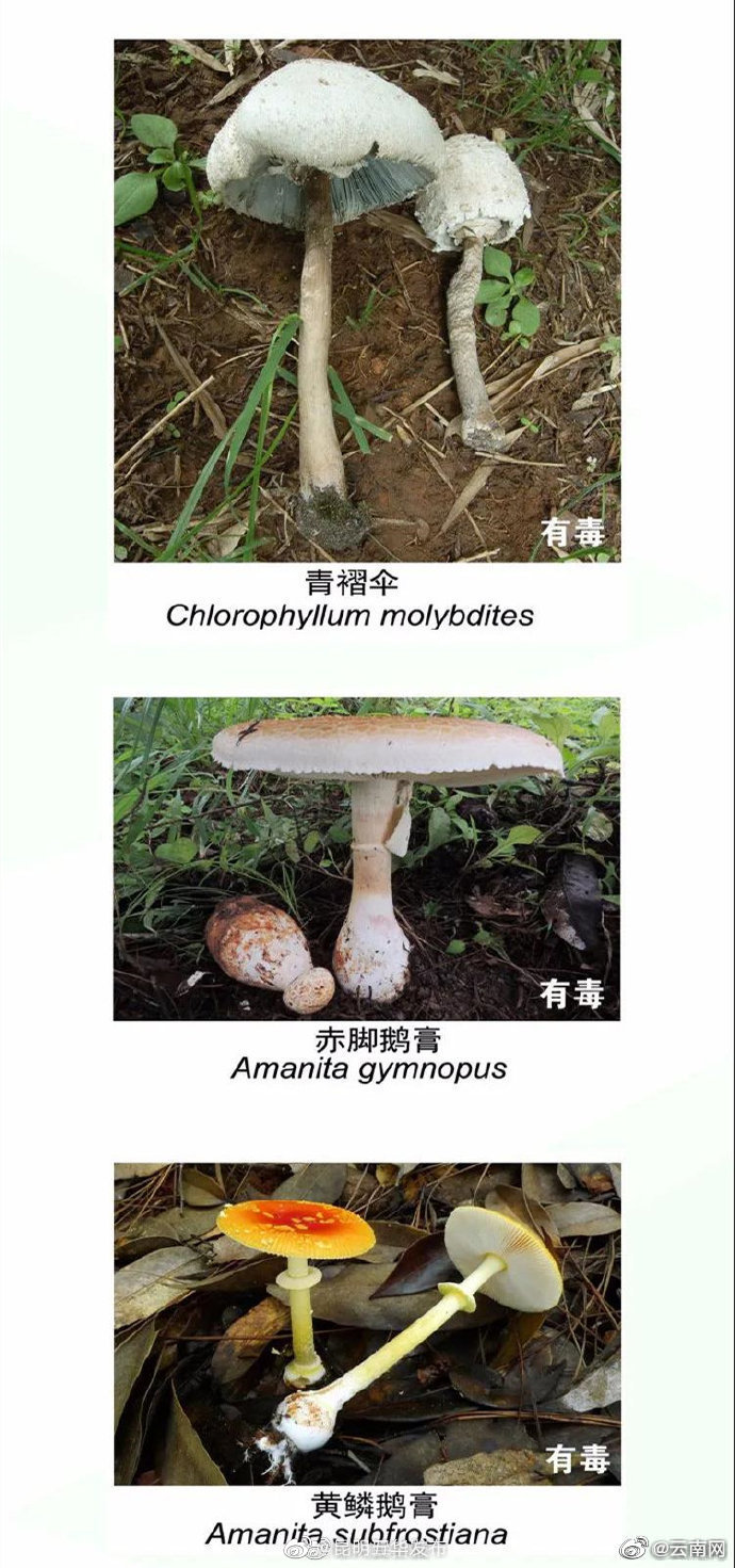 “昆明五华发布”微博