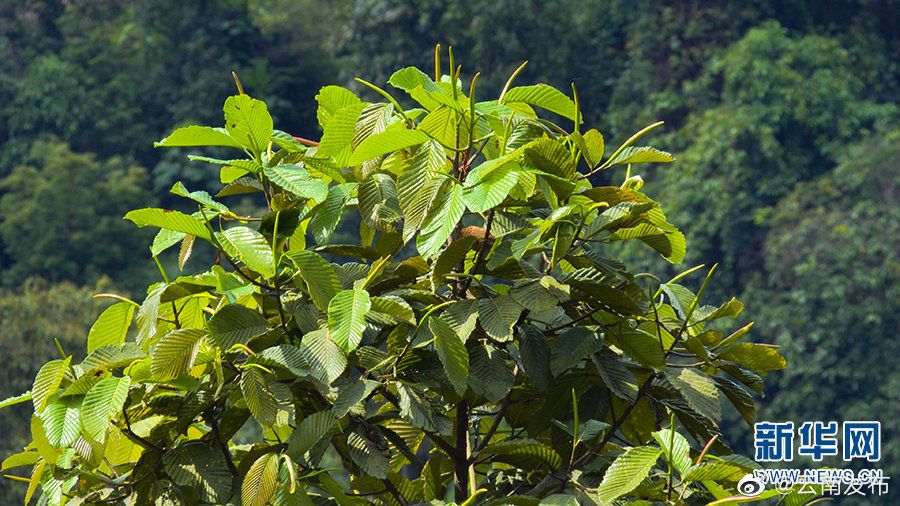 “云南发布”微博