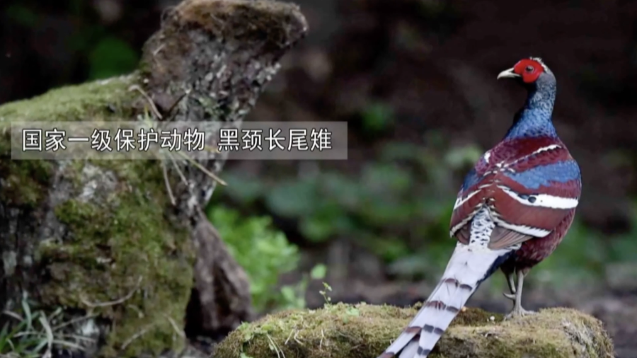 云南省文化和旅游厅