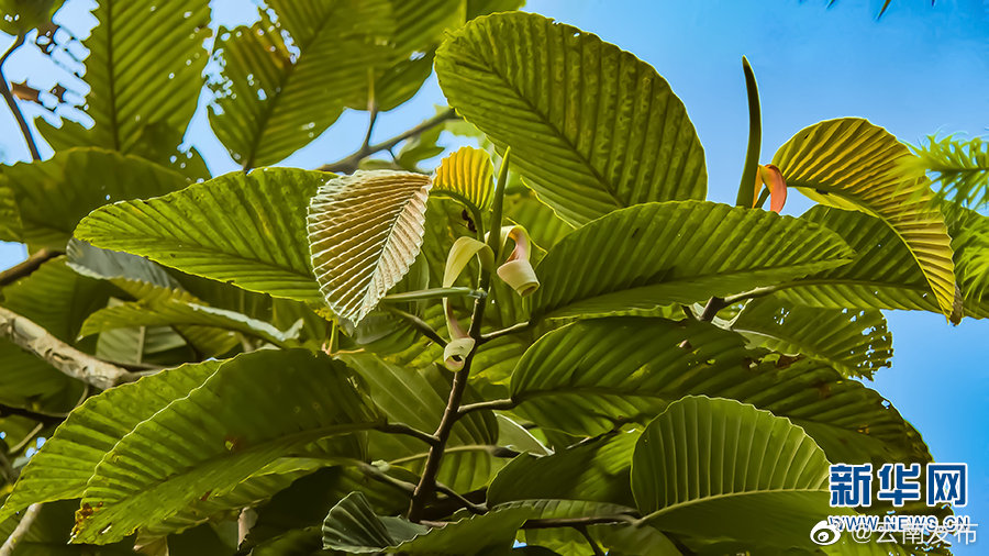 “云南发布”微博