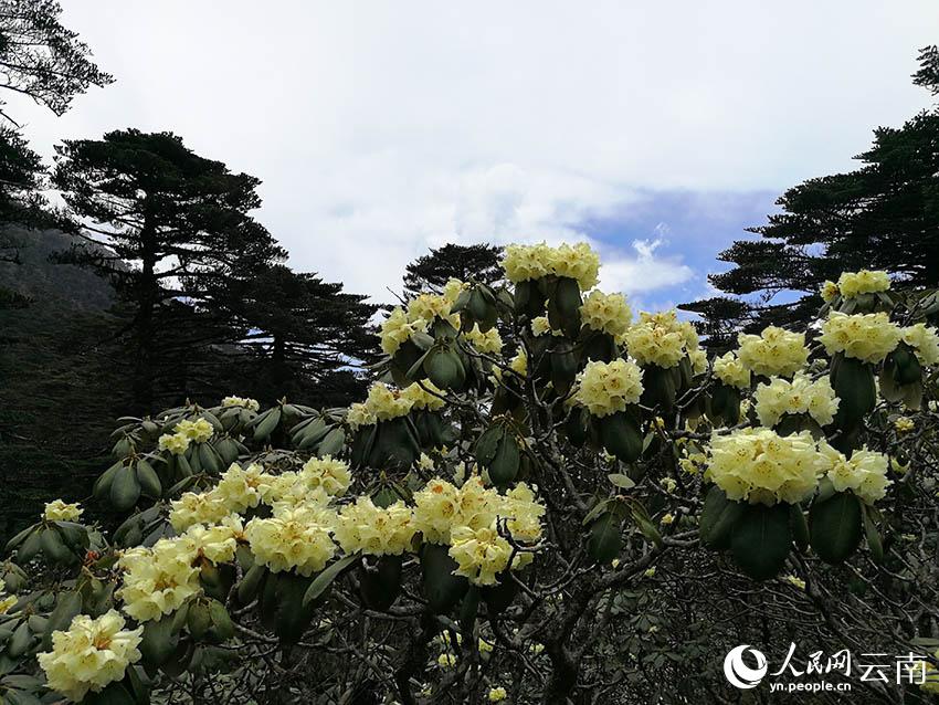 新华网云南频道