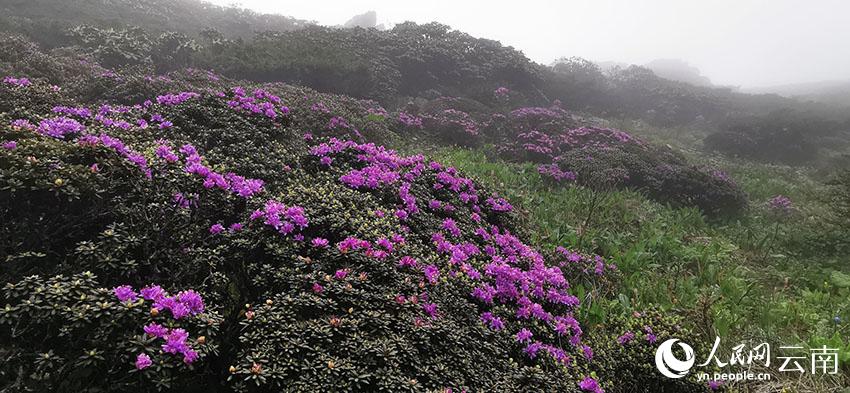 新华网云南频道