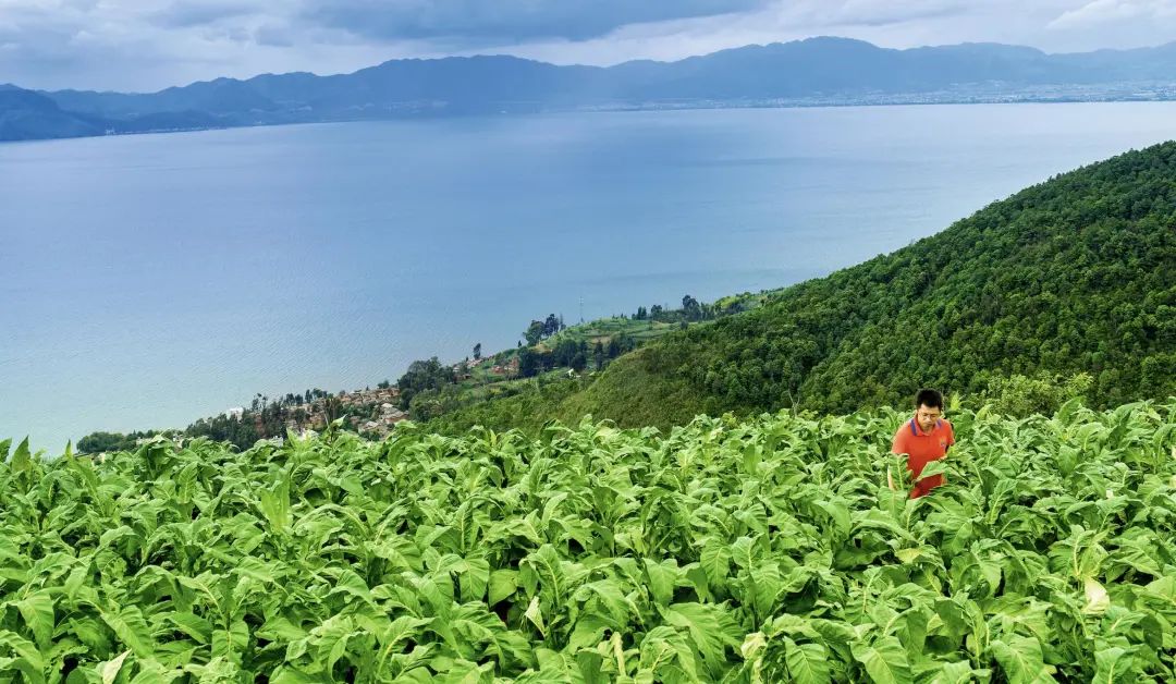 昆明信息港/cnkmxxg