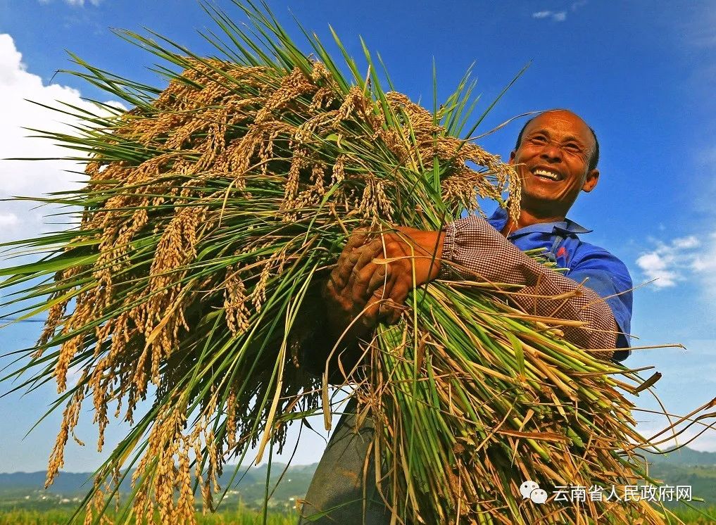 云南省人民政府网