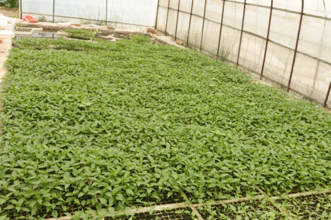 南涧党建彝乡先锋