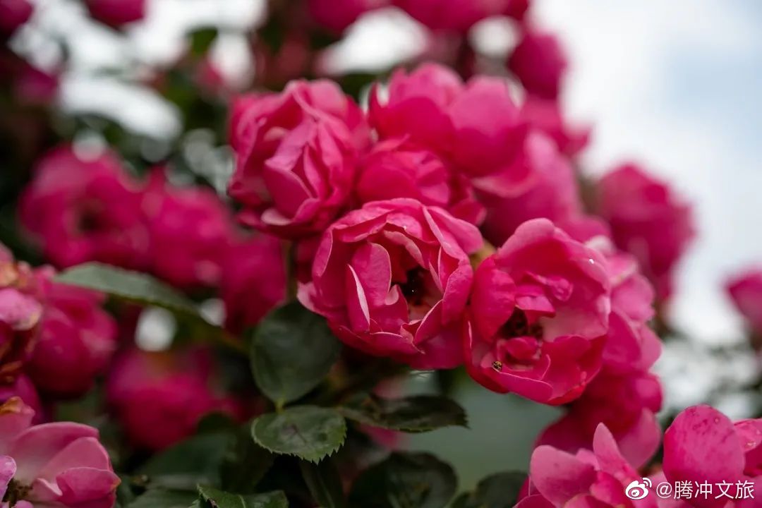 腾冲文旅微博