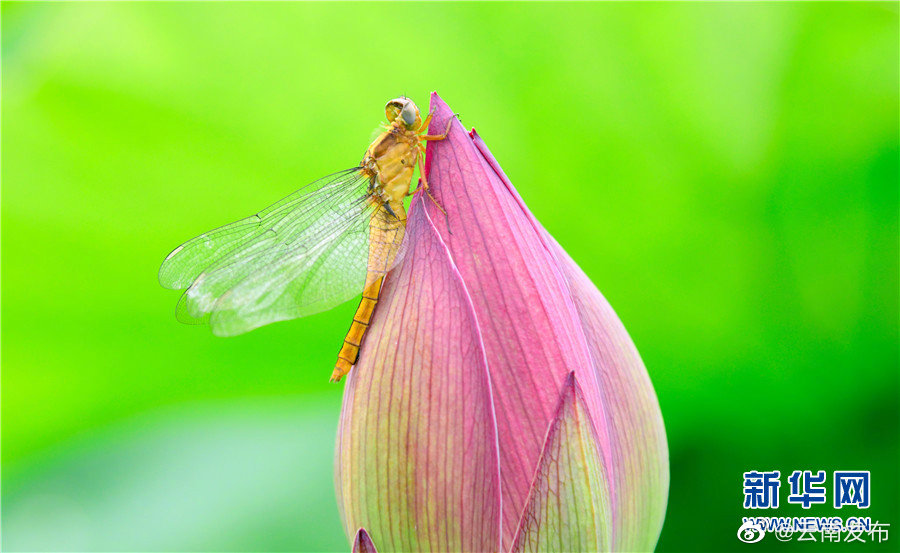 “云南发布”微博