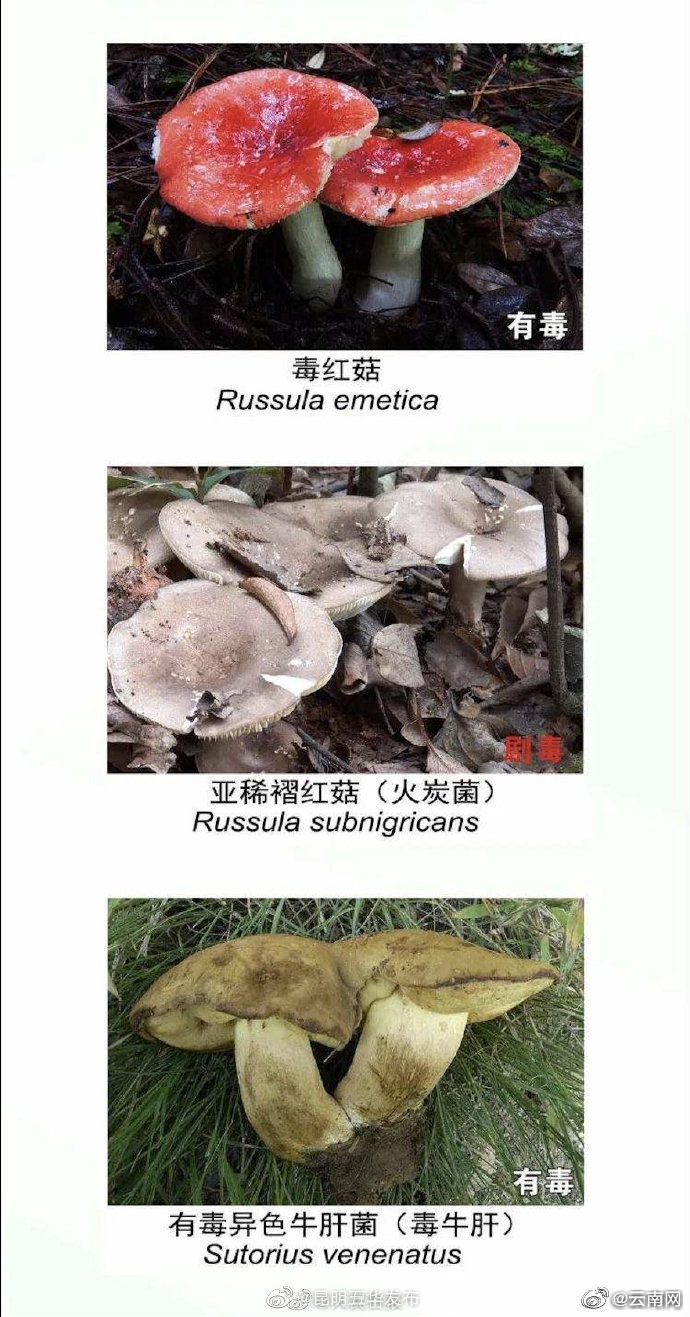 “昆明五华发布”微博