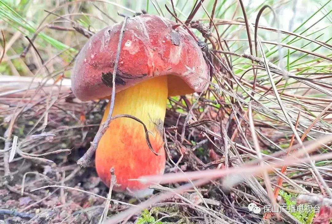 保山广播电视台