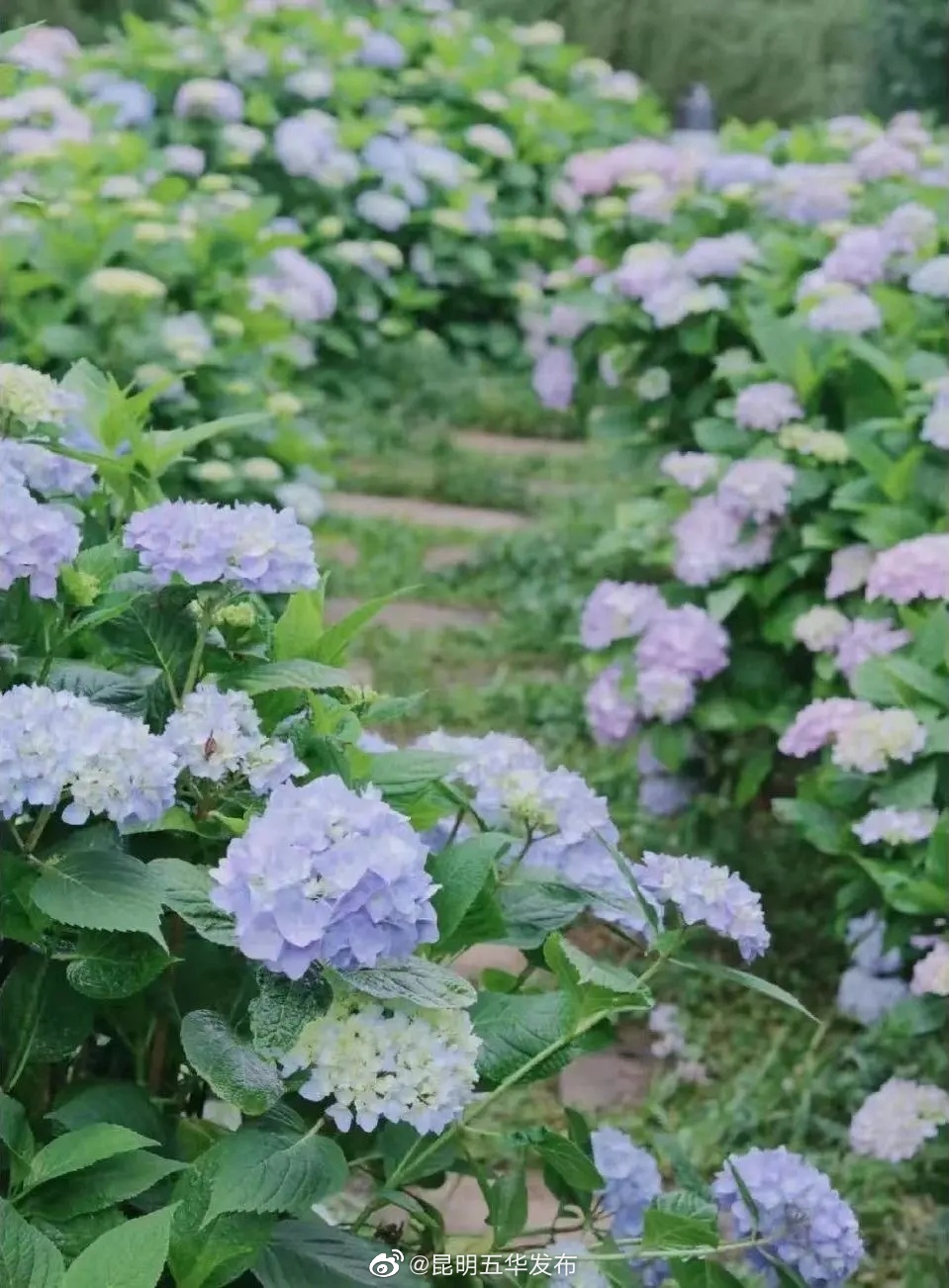 “昆明五华发布”微博