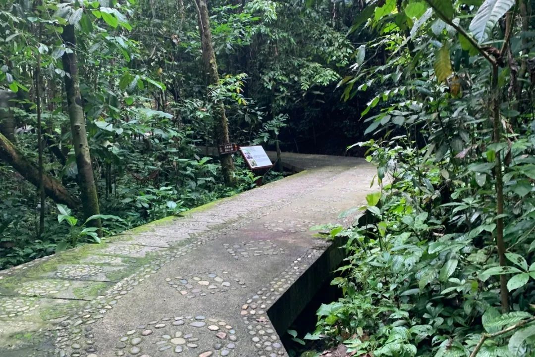 西双版纳望天树景区