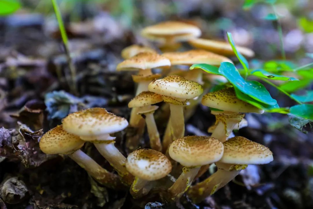 一部手机游云南