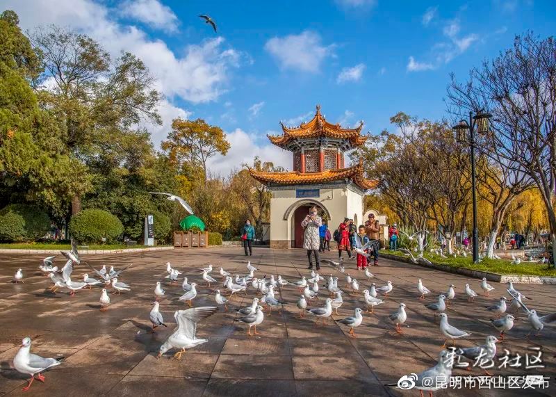 昆明市西山区发布