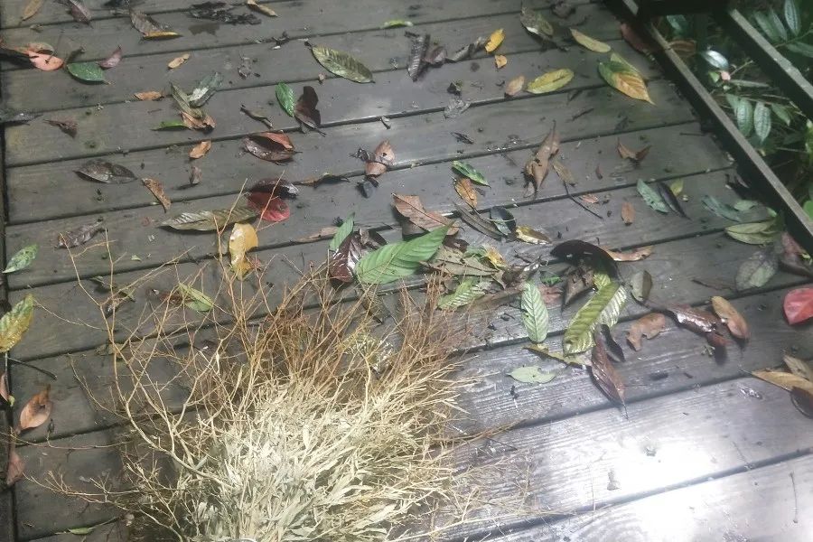 西双版纳望天树景区