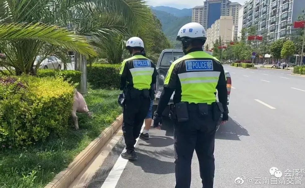 云南曲靖交警微博