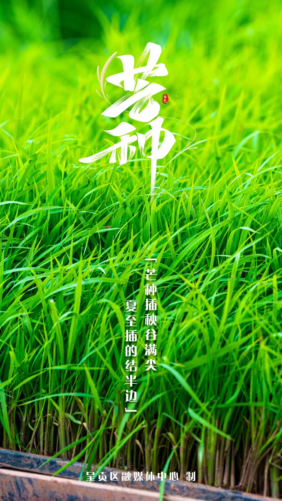 呈贡发布