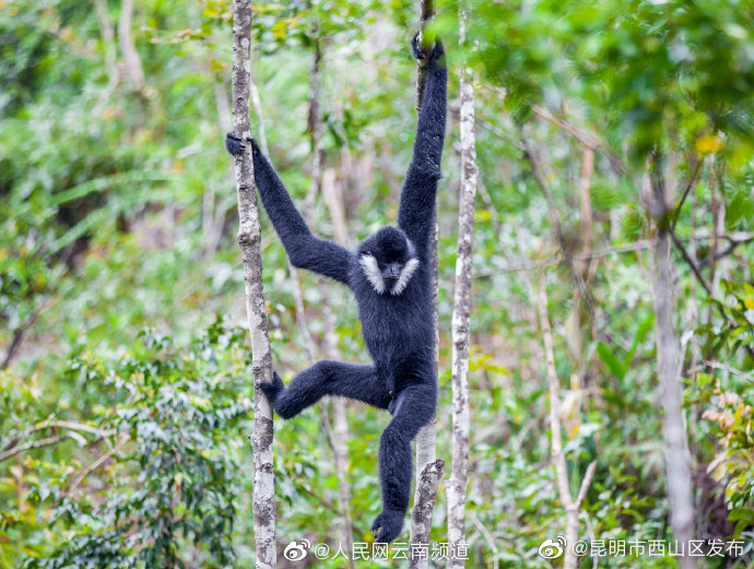 昆明市西山区发布