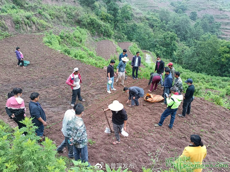 墨江县开展杂交稻旱种技术培训