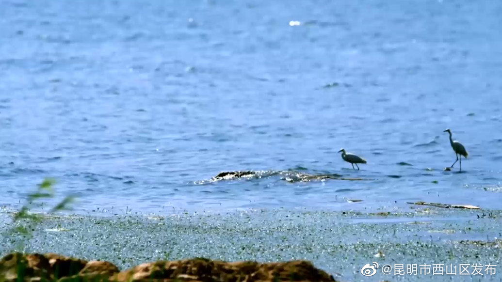 昆明市西山区发布