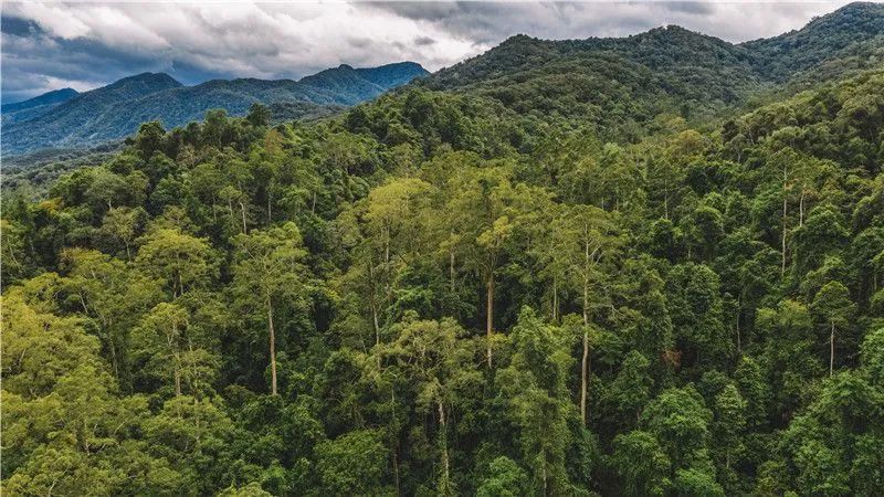 西双版纳望天树景区
