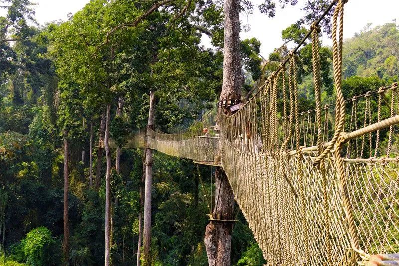 西双版纳望天树景区