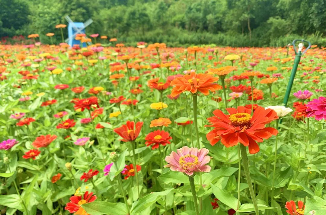 昆明滇池国家旅游度假区管理委员会(微信)