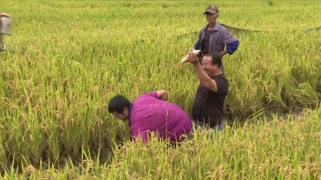 大理电视台